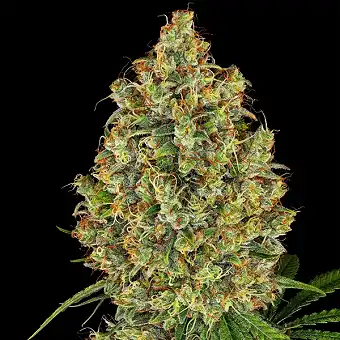 Llavors Feminitzades AK420...