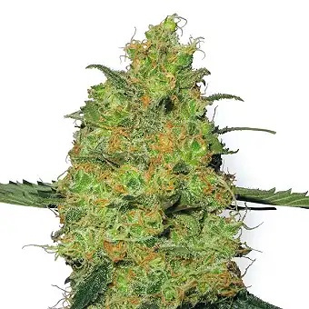 Nasiona Master Kush...