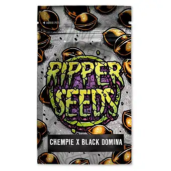 Chempie x Black Domina...