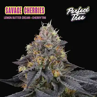 Savage Cherries Feminized...