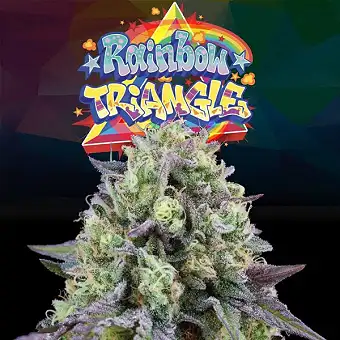Graines Rainbow Triangle...