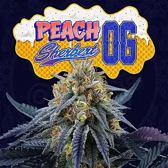 Peach Sherbet OG...