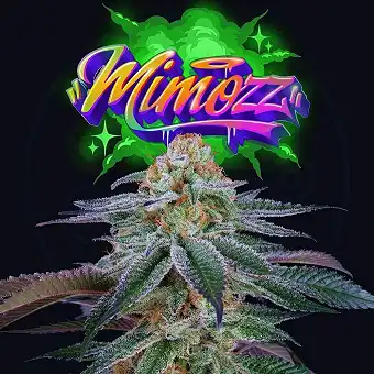 Mimooz Feminized Seeds –...
