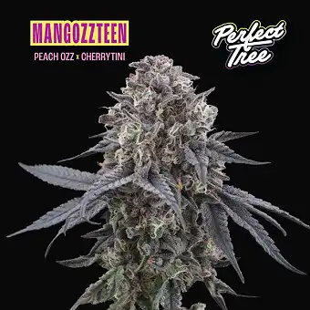 Mangozzteen Feminizatuak –...