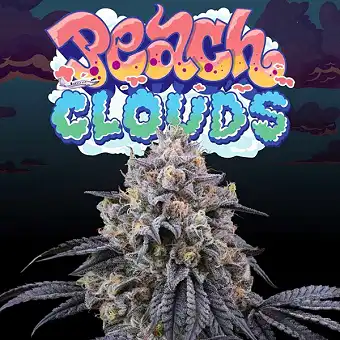 Peach Clouds Gefeminiseerde...