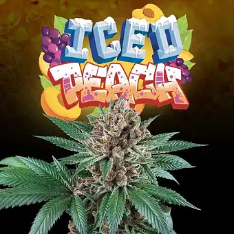 Iced Peach Feminized Seeds...