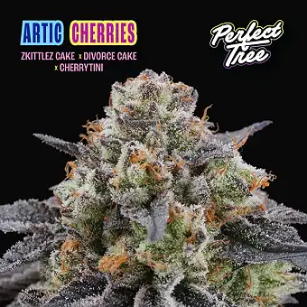 Artic Cherries Semi...