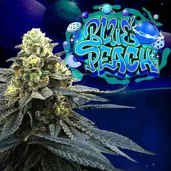 Blue Peach Feminized Seeds...