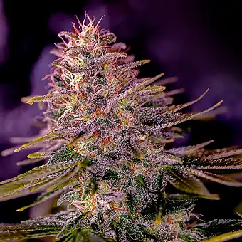 American Purple...