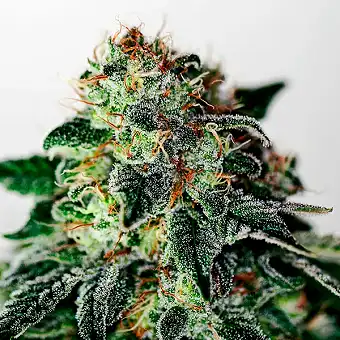 Auto Mystic Cookie Zaadjes...