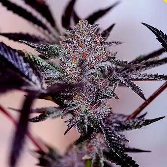 Sementes Auto Purple Cherry...
