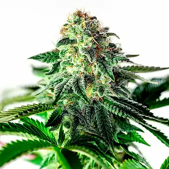 Sticky Dream Auto-frön –...
