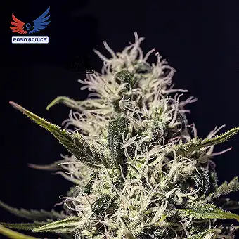 One Love Haze...