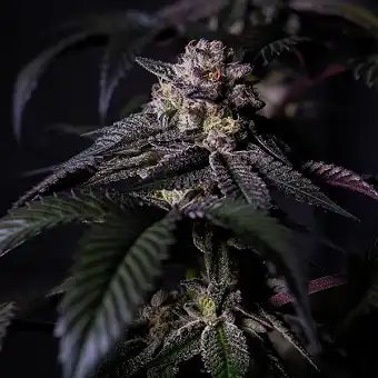 Oreoz Milkshake Feminized...