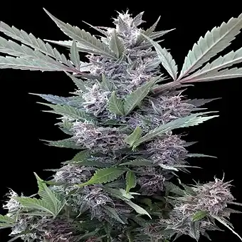 Bubba Kush x PCK Σπόροι –...