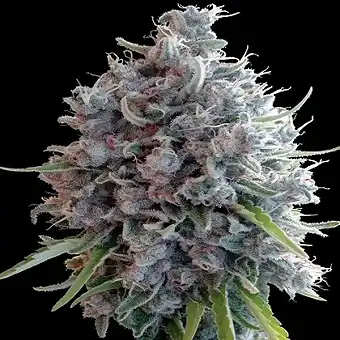 Nasiona Killer A5 Haze...