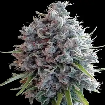 Killer A5 Haze...