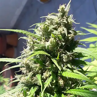 Oaxaca A5 Haze Feminizowana...