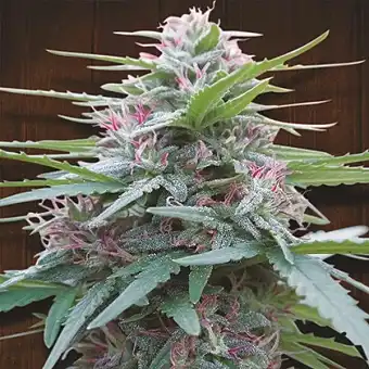 Panama Regular MagSeeds –...