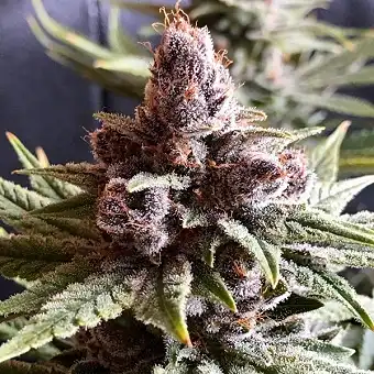 Πακιστάν Chitral Kush...