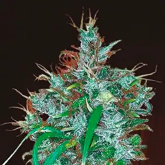 Семена Panama Haze – Ace...