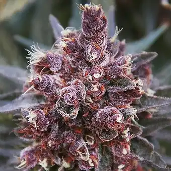 Violeta Regular Frø – Ace...