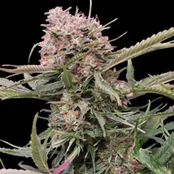 Auto Gigabud Magok – G13...