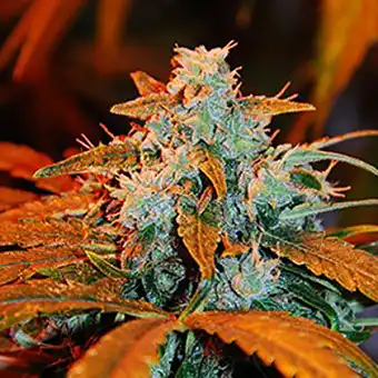 Auto Berry...