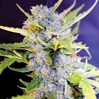 Auto Fro-Yo Seeds – G13...