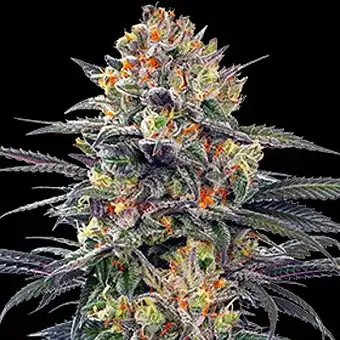 Auto Jealous Mary G13 Labs...