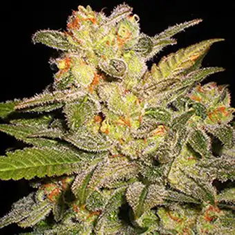 Auto Northern Lights – G13...
