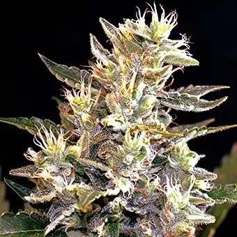 Auto Sunset Vibes G13...