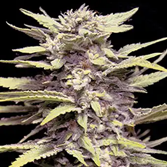 Blueberry Gum Semillas...