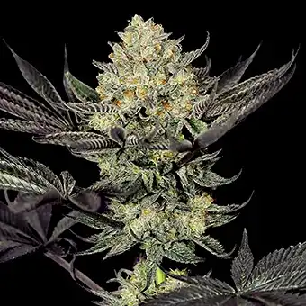 Graines féminisées Face...