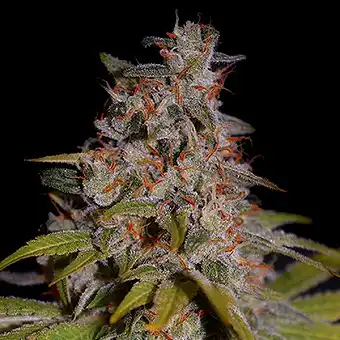 Honey Papaya feminiserade...