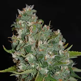 OG13 женени семена - G13...