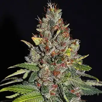 Nasiona Tropical Punch...