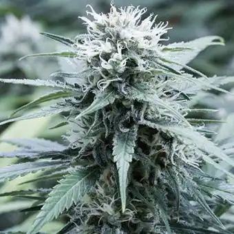 Sweet Amnesia...