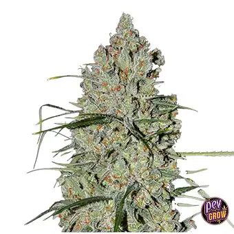 Auto Pineapple Express 2...