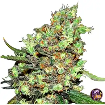 Skunk 1 Semillas...