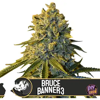 Bruce Banner 3 feminisierte...