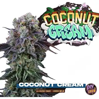 Coconut Cream...