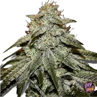 Sticky Gorilla 4...