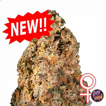 Nasiona Auto Diamond Queen...