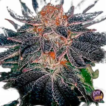 Gelato 47 Gefeminiseerde...