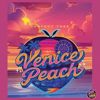 Venice Peach feminiserte...