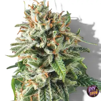 Super OG Kush Fast Θηλυκά...