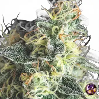 Lemon Larry OG...