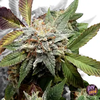 Anubis x Sunset Sherbet...