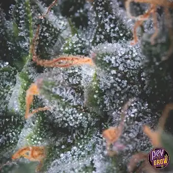 Auto Black Cherry Punch...